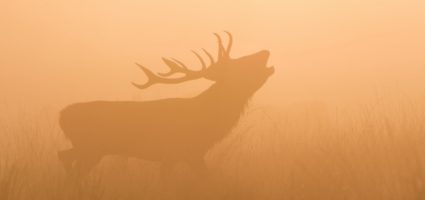 «Самое легкое занятие на свете для людей — находить для себя оправдания».